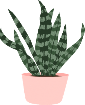 Indoor plant illustration 